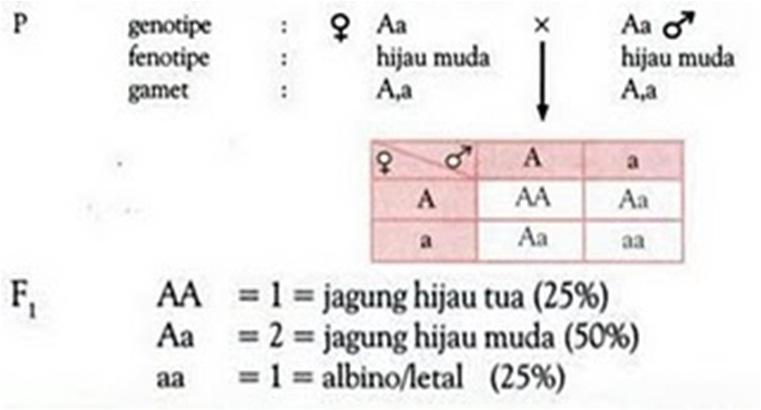 Detail Contoh Gen Dominan Nomer 4