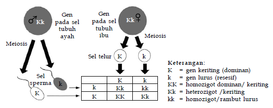 Detail Contoh Gen Dominan Nomer 32