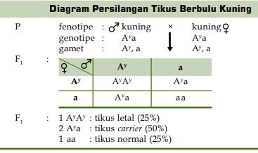 Detail Contoh Gen Dominan Nomer 39