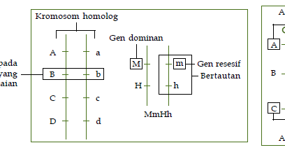 Detail Contoh Gen Dominan Nomer 40