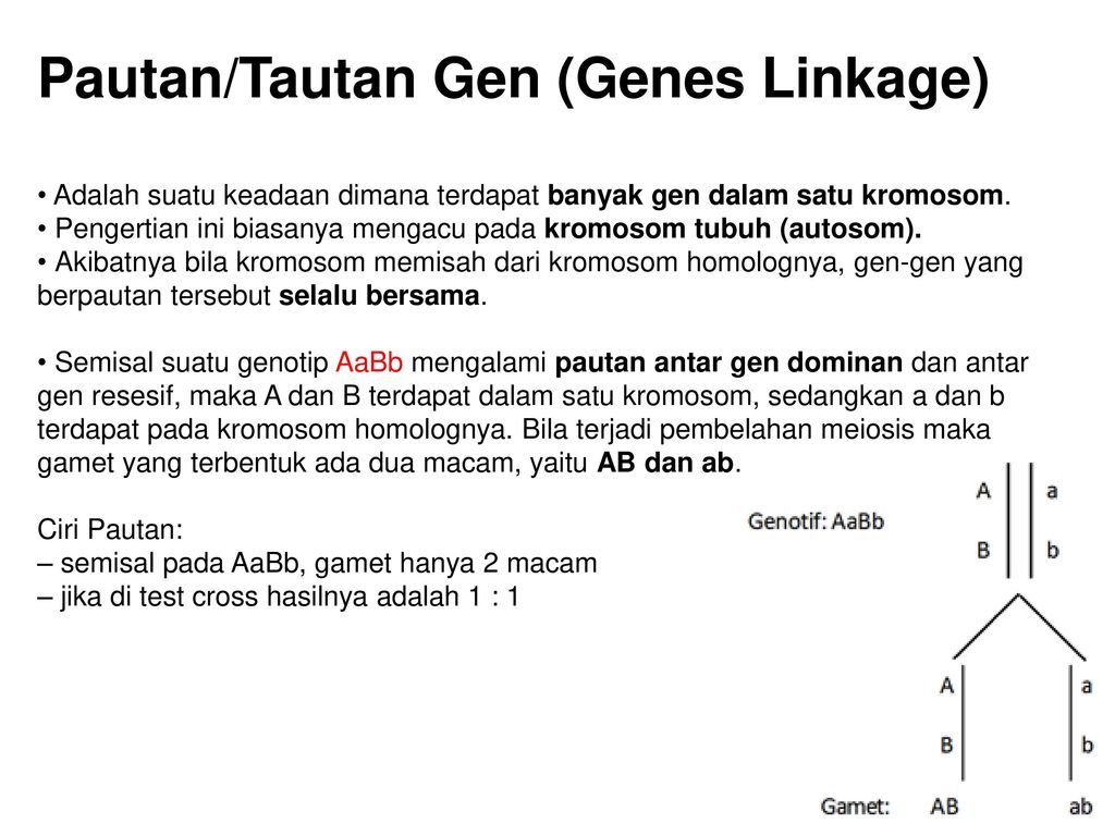 Detail Contoh Gen Dominan Nomer 41