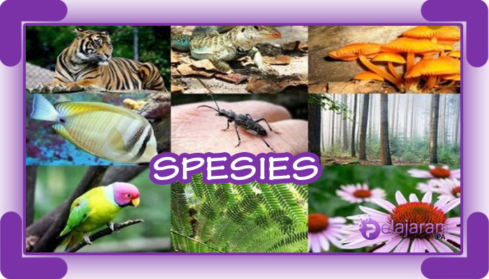 Detail Contoh Genus Dan Spesies Nomer 18