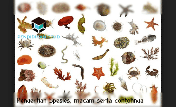 Detail Contoh Genus Dan Spesies Nomer 5