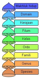 Detail Contoh Genus Dan Spesies Nomer 9