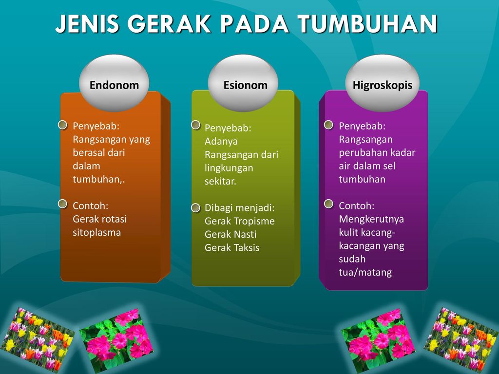 Detail Contoh Gerak Endonom Pada Tumbuhan Nomer 56