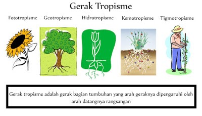 Detail Contoh Gerak Nasti Pada Tumbuhan Nomer 28