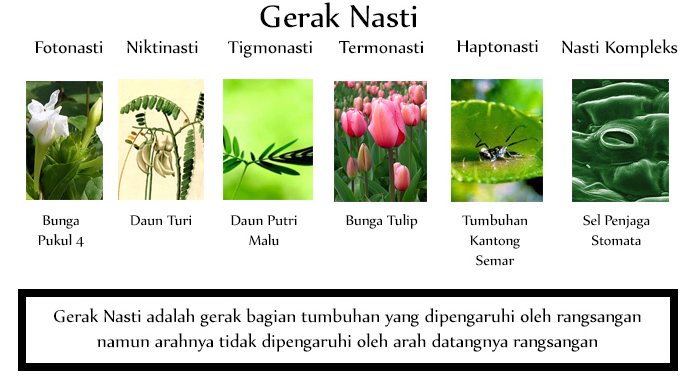 Detail Contoh Gerak Niktinasti Nomer 6