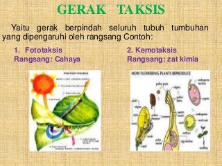 Detail Contoh Gerak Taksis Pada Tumbuhan Nomer 12