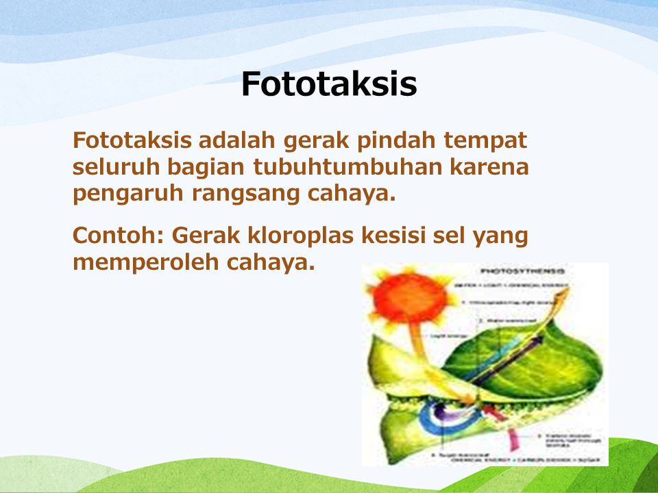 Detail Contoh Gerak Taksis Pada Tumbuhan Nomer 17