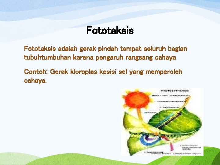 Detail Contoh Gerak Taksis Pada Tumbuhan Nomer 21