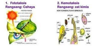 Detail Contoh Gerak Taksis Pada Tumbuhan Nomer 4