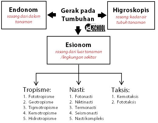 Detail Contoh Gerak Taksis Pada Tumbuhan Nomer 31