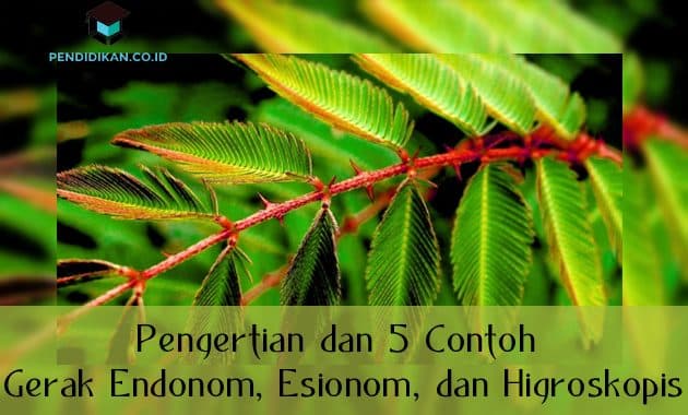 Detail Contoh Gerak Taksis Pada Tumbuhan Nomer 34