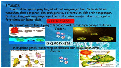 Detail Contoh Gerak Taksis Pada Tumbuhan Nomer 5