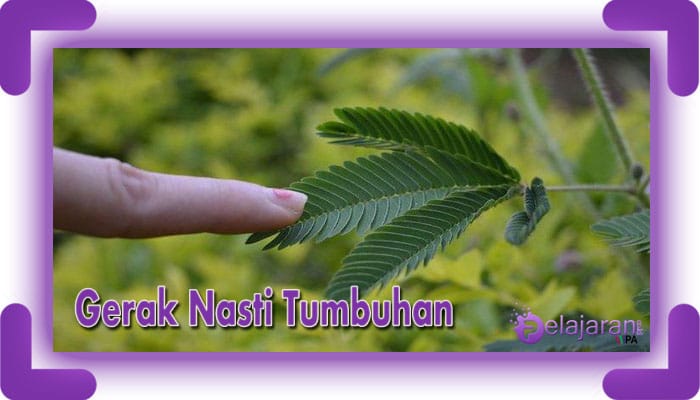 Detail Contoh Gerak Termonasti Nomer 35