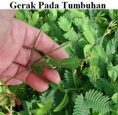 Detail Contoh Gerak Termonasti Nomer 40