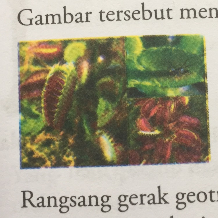 Detail Contoh Gerak Termonasti Nomer 48