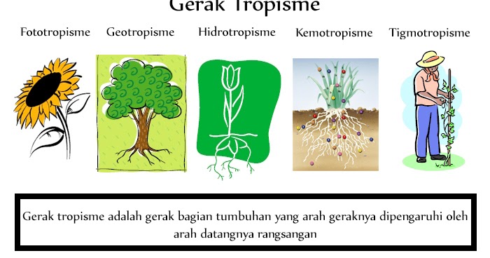 Detail Contoh Gerak Tumbuhan Nasti Nomer 24