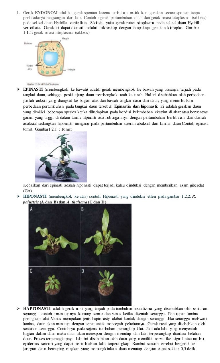 Detail Contoh Gerak Tumbuhan Nasti Nomer 52