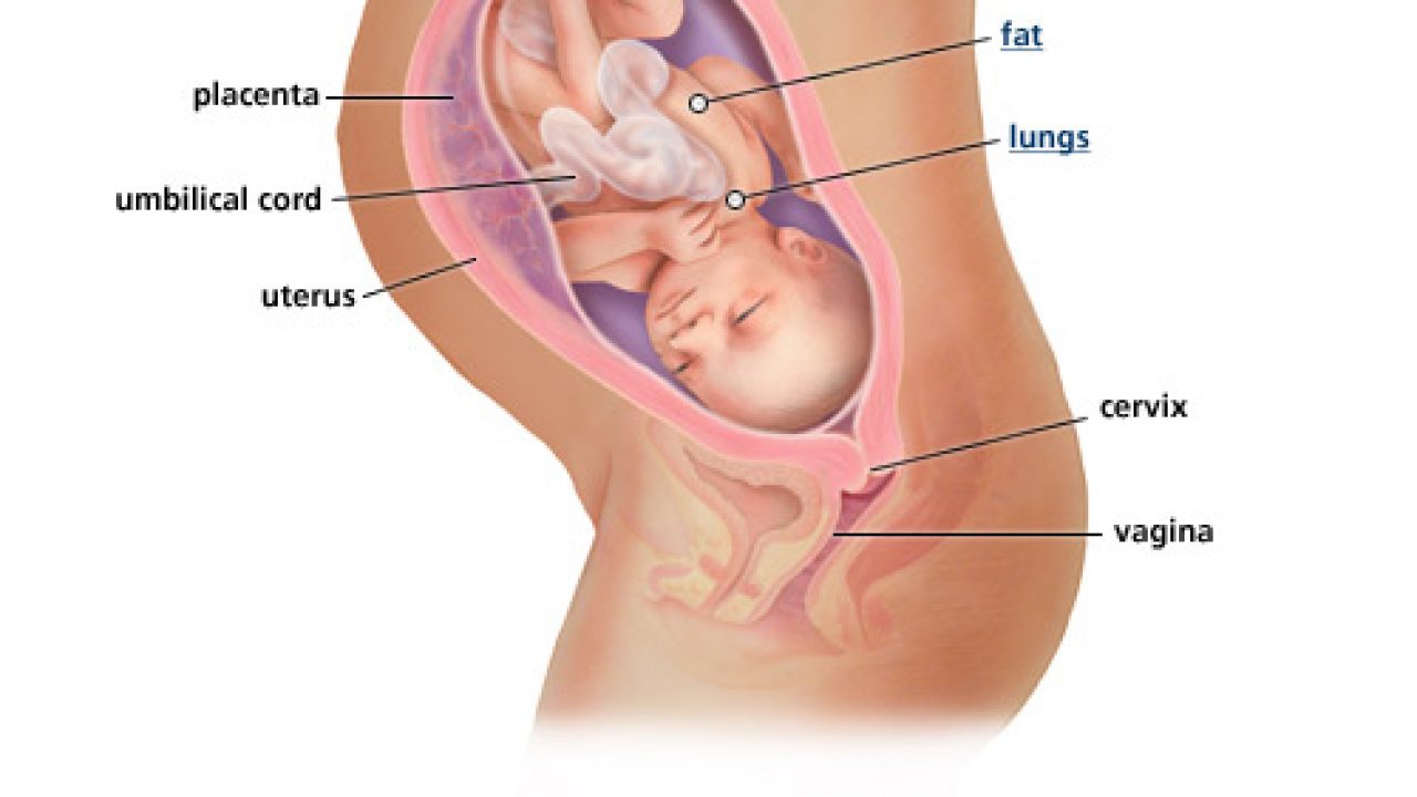 Contoh Gerakan Janin 8 Bulan - KibrisPDR