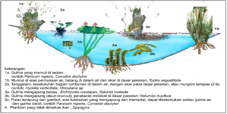 Detail Contoh Gulma Air Nomer 2