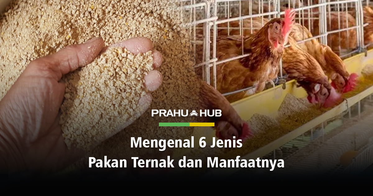 Detail Contoh Hasil Peternakan Dan Manfaatnya Nomer 50