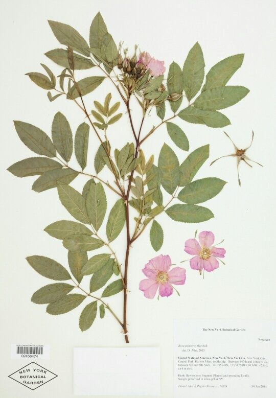 Detail Contoh Herbarium Kering Nomer 2