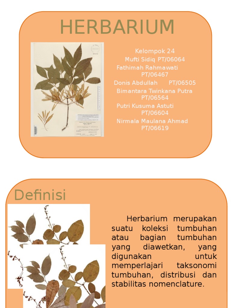 Detail Contoh Herbarium Kering Nomer 10