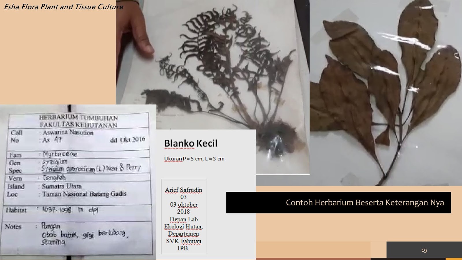 Detail Contoh Herbarium Kering Nomer 20