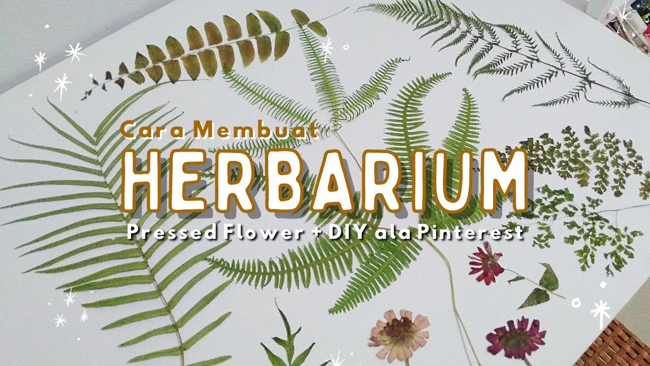 Detail Contoh Herbarium Kering Nomer 25