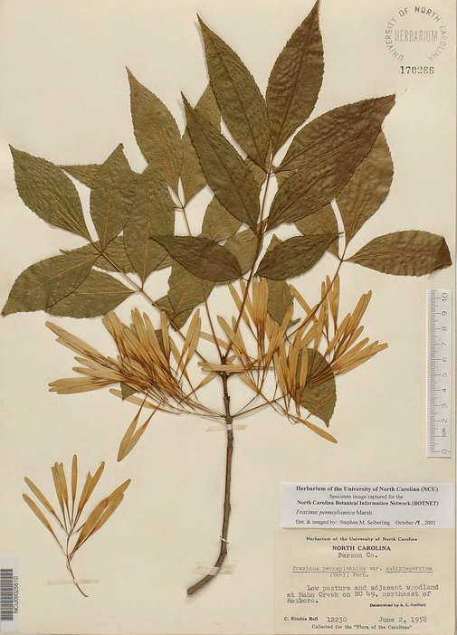 Detail Contoh Herbarium Kering Nomer 8