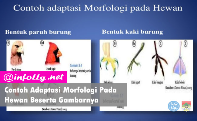 Detail Contoh Hewan Adaptasi Fisiologi Nomer 43