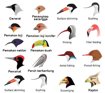 Detail Contoh Hewan Adaptasi Morfologi Nomer 26