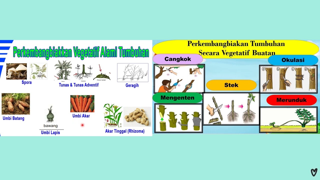 Detail Contoh Hewan Autotomi Nomer 37