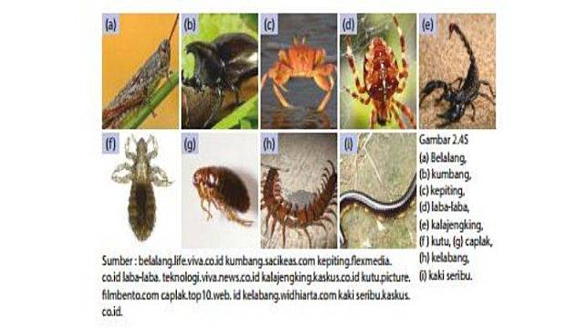 Detail Contoh Hewan Avertebrata Dan Vertebrata Koleksi Nomer 46