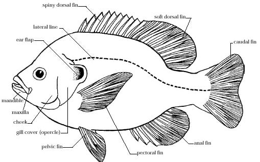 Detail Contoh Hewan Fisiologi Nomer 22