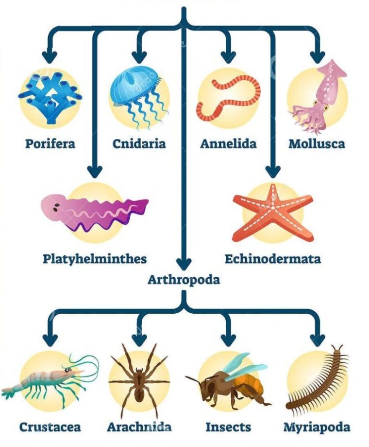 Detail Contoh Hewan Invertebrata Nomer 26