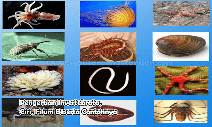 Detail Contoh Hewan Invertebrata Nomer 33