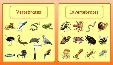 Contoh Hewan Invertebrata Dan Vertebrata - KibrisPDR