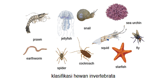 Detail Contoh Hewan Invertebrata Dan Vertebrata Nomer 9