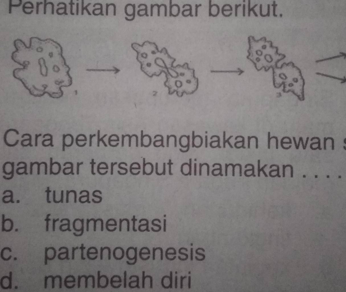 Detail Contoh Hewan Membelah Diri Nomer 29