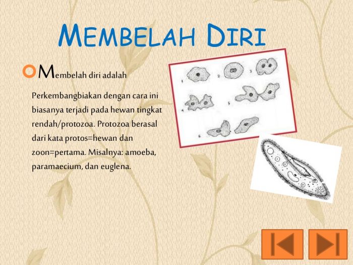 Detail Contoh Hewan Membelah Diri Nomer 30