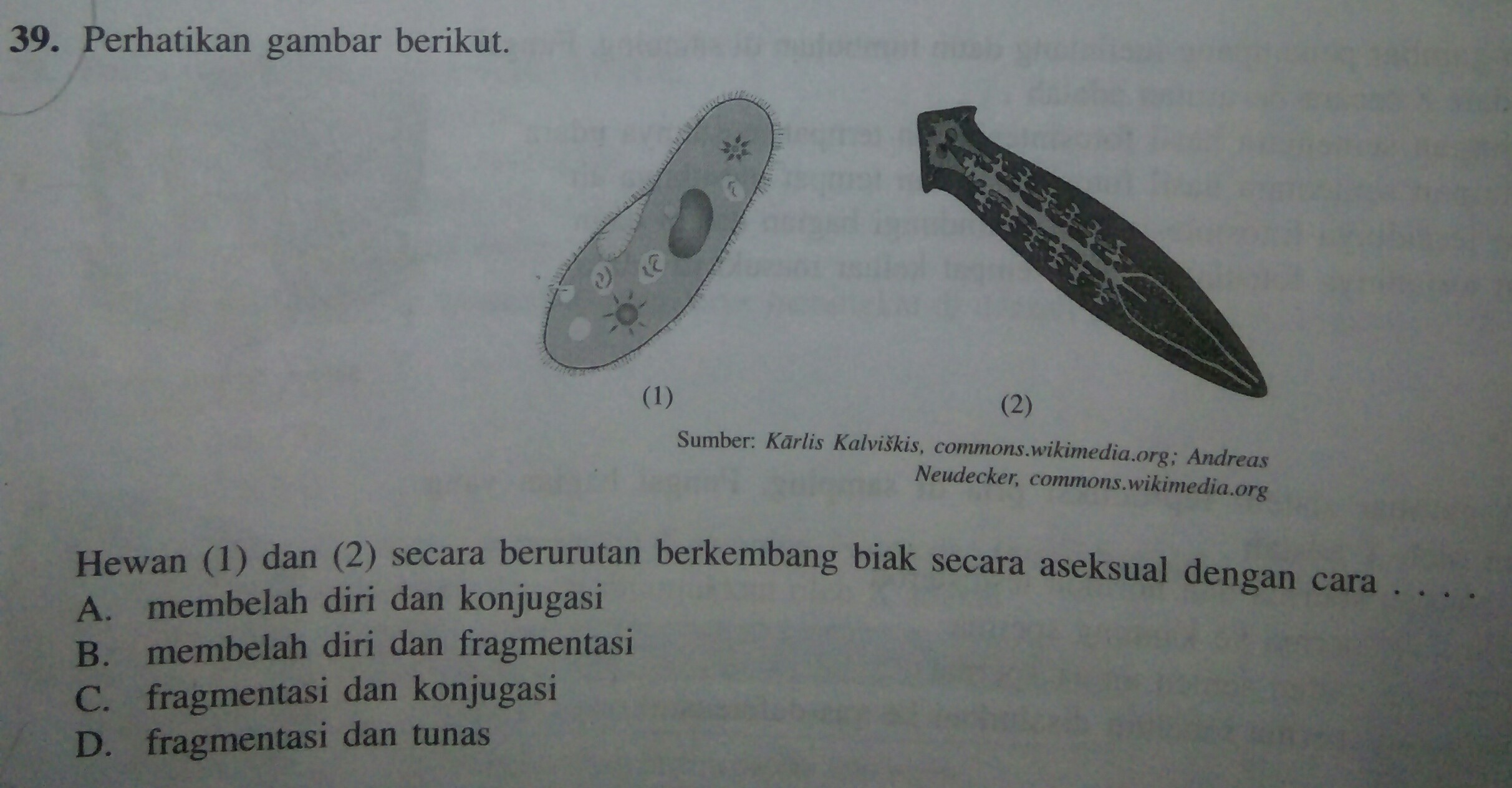 Detail Contoh Hewan Membelah Diri Nomer 37