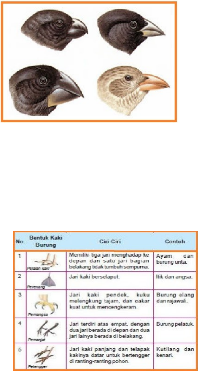 Detail Contoh Hewan Morfologi Nomer 21