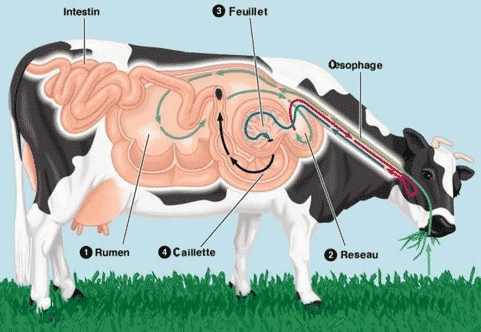 Detail Contoh Hewan Morfologi Nomer 50