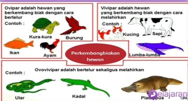 Detail Contoh Hewan Ovipar Vivipar Dan Ovovivipar Nomer 17