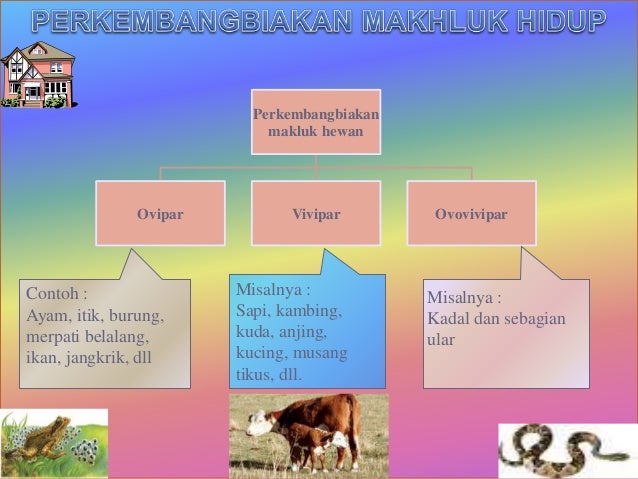 Detail Contoh Hewan Ovipar Vivipar Dan Ovovivipar Nomer 26