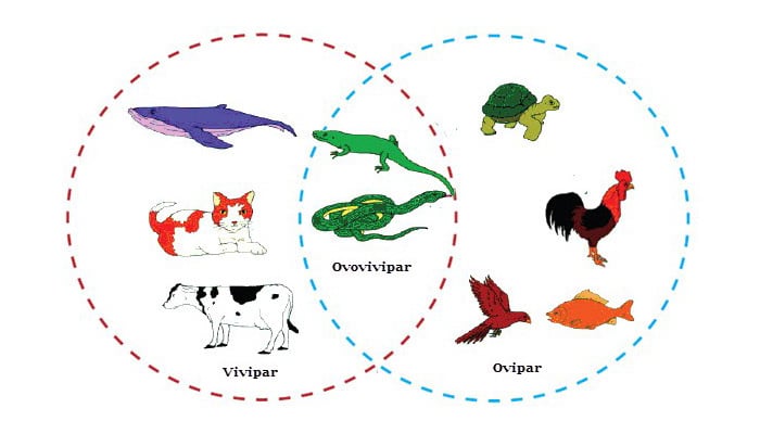 Detail Contoh Hewan Ovipar Vivipar Dan Ovovivipar Nomer 7