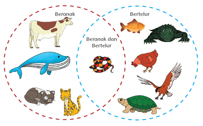 Detail Contoh Hewan Ovovivipar Dan Gambarnya Nomer 33