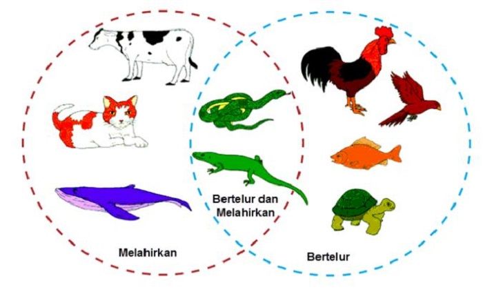 Detail Contoh Hewan Ovovivipar Dan Gambarnya Nomer 55